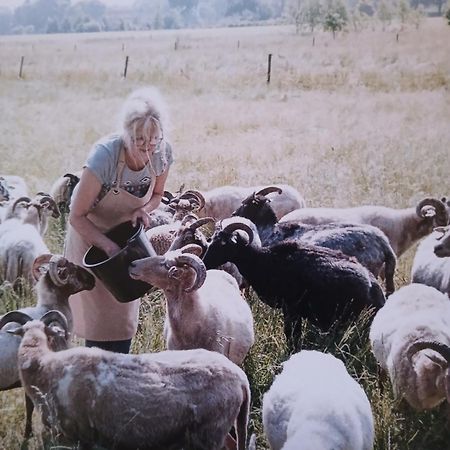 Pipowagen Elsebein Groningen Westerwolde Unieke Ligging Met Eigen Tuin En Vrij Uitzicht Over Veld Naar Natuurgebied Onstwedde Экстерьер фото